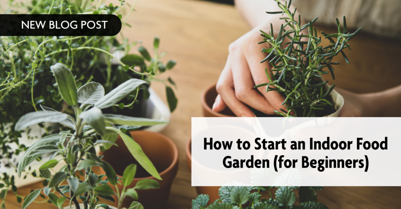 How to Start an Indoor Food Garden (for Beginners)